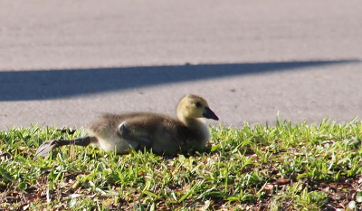 [Gosling on its belly on the grass stretching one foot way back. It's bigger than the prior photo and losing its fuzziness.]